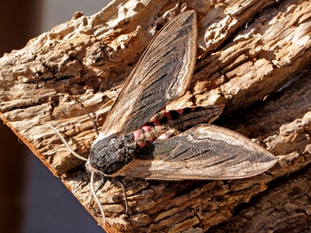 Privet Hawk-moth